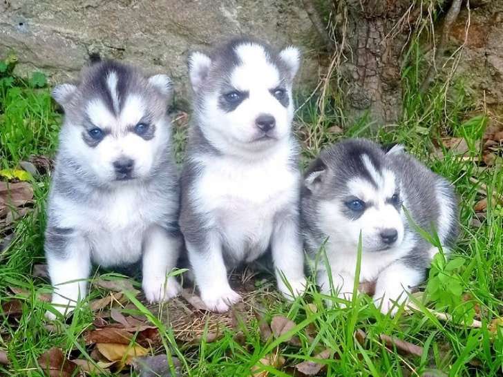 3 chiots Huskies de Sibérie LOF bicolores à la réservation