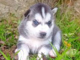3 chiots Huskies de Sib&eacute;rie LOF bicolores &agrave; la r&eacute;servation