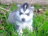 3 chiots Huskies de Sib&eacute;rie LOF bicolores &agrave; la r&eacute;servation