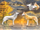 3 chiots Huskies de Sib&eacute;rie LOF bicolores &agrave; la r&eacute;servation