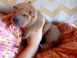 7 chiots Shar-Pe&iuml;s disponibles &agrave; la r&eacute;servation (LOF)