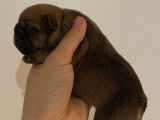 3 chiot femelles Bouledogues Fran&ccedil;ais &agrave; r&eacute;server (LOF)