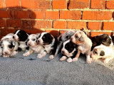 10 chiots Bergers Australiens LOF à réserver
