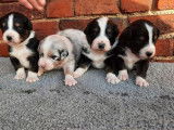 10 chiots Bergers Australiens LOF à réserver