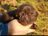 7 chiots Labrador Retrievers LOF à la réservation