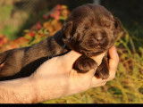 7 chiots Labrador Retrievers LOF à la réservation