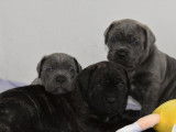 8 chiots Cane Corso LOF disponibles &agrave; la r&eacute;servation