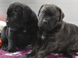 8 chiots Cane Corso LOF disponibles &agrave; la r&eacute;servation