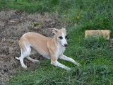 À vendre : 5 chiots Whippets LOF