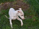 À vendre : 5 chiots Whippets LOF