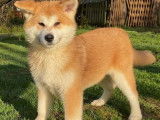 Un chiot femelle LOF Akita Inu fauve &agrave; acheter