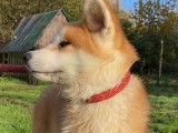 Un chiot femelle LOF Akita Inu fauve &agrave; acheter