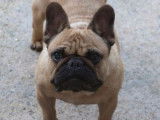 À vendre : une chienne Bouledogue Français LOF fauve de 5 ans