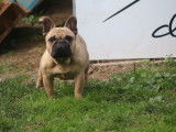 À vendre : une chienne Bouledogue Français LOF fauve de 5 ans