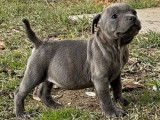 Disponibles à l'achat : 2 chiots femelles Staffies bleues LOF