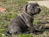 Disponibles à l'achat : 2 chiots femelles Staffies bleues LOF