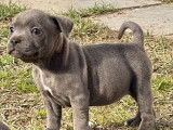 Disponibles à l'achat : 2 chiots femelles Staffies bleues LOF