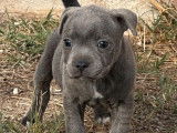 Disponibles à l'achat : 2 chiots femelles Staffies bleues LOF