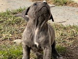 Disponibles à l'achat : 2 chiots femelles Staffies bleues LOF