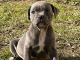 Disponibles à l'achat : 2 chiots femelles Staffies bleues LOF