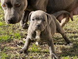 Disponibles à l'achat : 2 chiots femelles Staffies bleues LOF