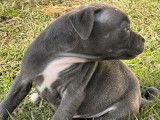Disponibles à l'achat : 2 chiots femelles Staffies bleues LOF