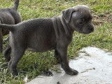 Disponibles à l'achat : 2 chiots femelles Staffies bleues LOF