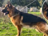 Un chien Berger Allemand LOF au pelage fauve et noir disponible pour saillie