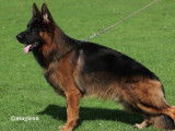 Un chien Berger Allemand LOF au pelage fauve et noir disponible pour saillie