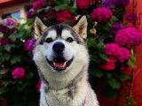 Cherche femelle Husky pour saillie