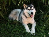 Cherche femelle Husky pour saillie