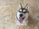 Cherche femelle Husky pour saillie