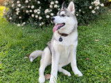 Cherche femelle Husky pour saillie