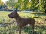 Mâle American Bully XL disponible pour saillie