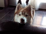 Husky Sibérien mâle à donner