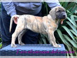 Chiots femelles Presa Canario LOF à vendre