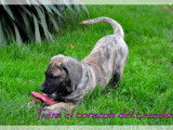 Chiots femelles Presa Canario LOF à vendre