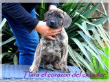 Chiots femelles Presa Canario LOF à vendre