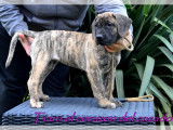 Chiots femelles Presa Canario LOF à vendre