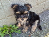 Chiots Yorkshire à vendre