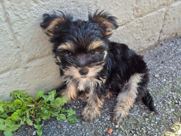 Chiots Yorkshire à vendre