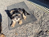 Chiots Yorkshire à vendre
