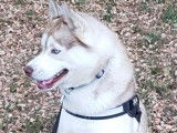 Propose saillie avec mon Husky Sibérien