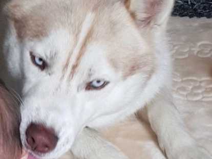 Propose saillie avec mon Husky Sibérien