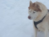 Propose saillie avec mon Husky Sibérien