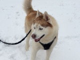 Propose saillie avec mon Husky Sibérien