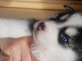 Chiots Pomsky Mini F2 &agrave; vendre