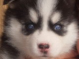 Chiots Pomsky Mini F2 &agrave; vendre
