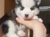 Chiots Pomsky Mini F2 &agrave; vendre