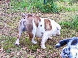 Un Bulldog Anglais mâle bicolore à céder, LOF